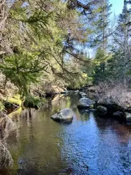 Wooded Riverfront Land