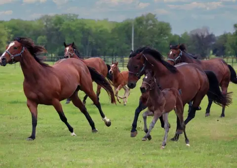 25.9 Acres Near Highway 377