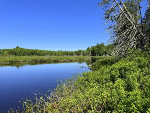 Wooded Waterfront Land Parcel