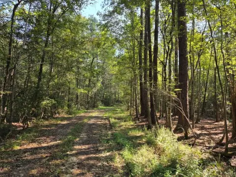 Poplarville Wooded Land with Creek