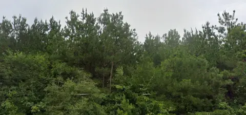 Timber and Hunting Land