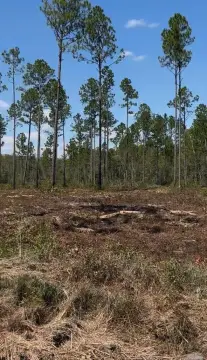 14.46 Acres in Lakeland, GA