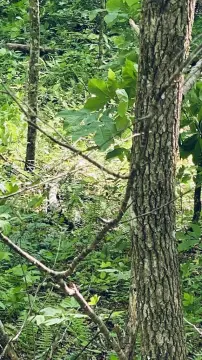 Unrestricted Wooded Land For Sale