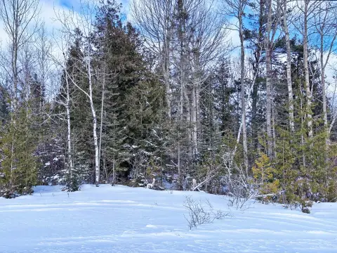 Wooded Lot Near Lake Huron