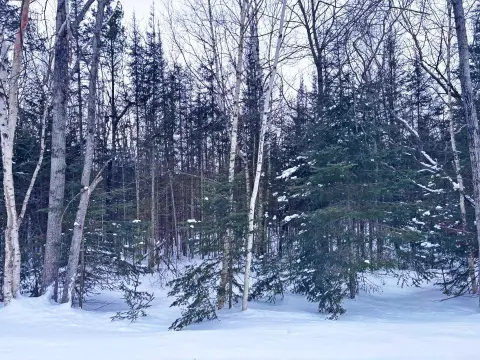 Wooded Lot in Presque Isle