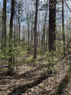 Topinabee Wooded Lots Near Mullett