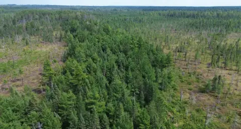 Luce County Vacant Land