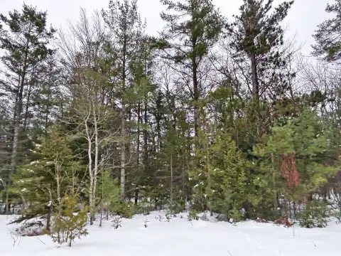 Wooded Lot in Presque Isle