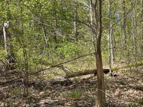 Hunting Land with ATV Trails