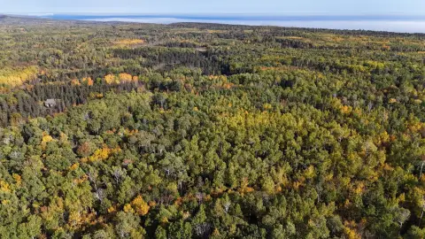 Wooded Hunting Land