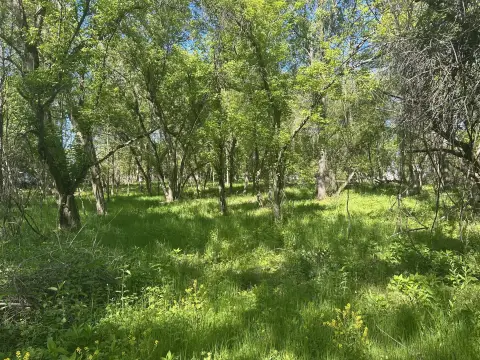 Wooded Building Site Near Charlotte