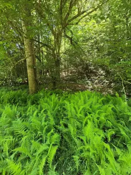 Wooded Rolling Home Building Lot