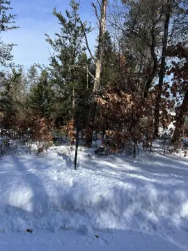 Wooded Lots in St. Helen