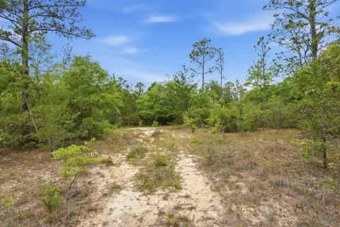 Wooded Agricultural Land