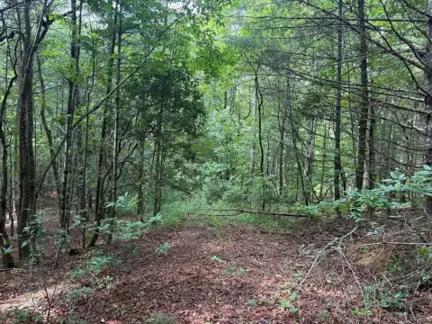 Mountain Homesite with Build Restrictions