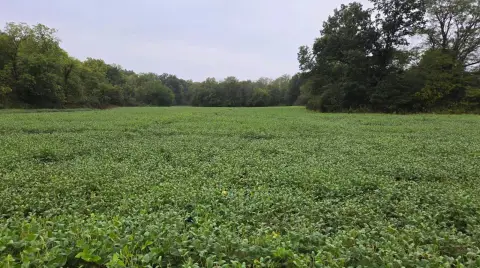 Hunting Land Tract with Pond