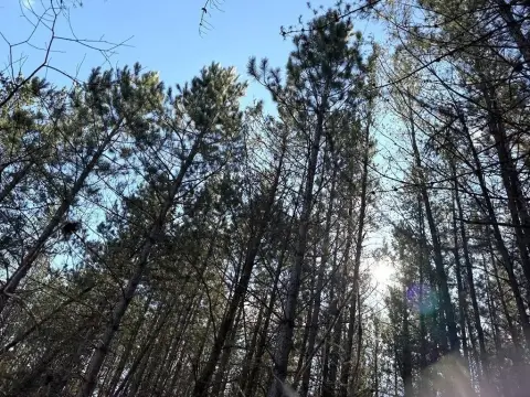 Laporte, MN 40-Acre Land Parcel