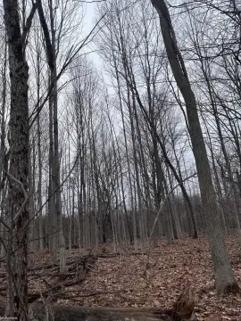 Allenton Wooded Land with Creek