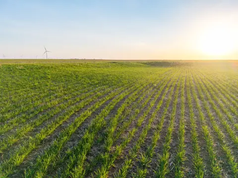 Productive Farmland in Kingman County