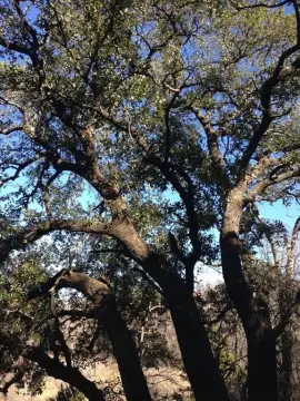 Scenic Land Near Possum Kingdom