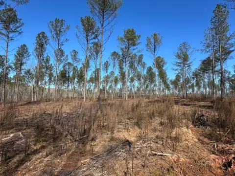 Wooded Land by South River