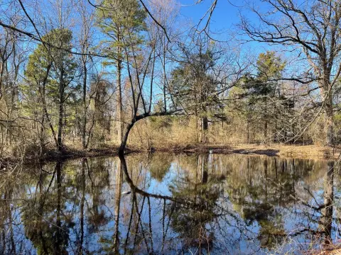 Wooded Land with Pond, Antlers