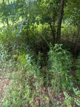Wooded Land with Partially Cleared Area