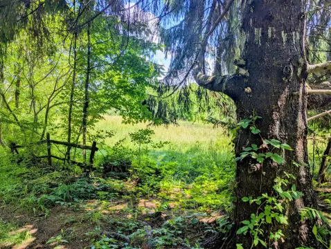 Wooded Agricultural Land