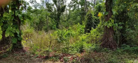 Wooded Land in Longwood