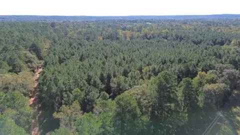 Grapeland Timber Tract Investment Opportunity