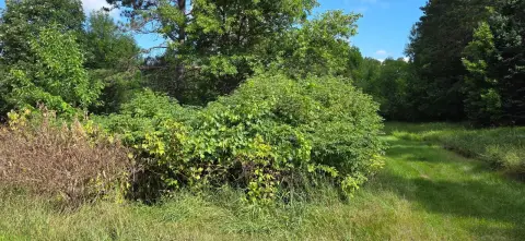 Wooded Waterfront Land
