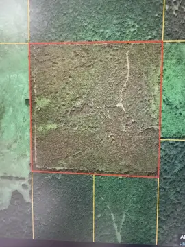 Pine Timber Hunting Land