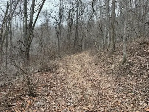 Wooded Land with Spring