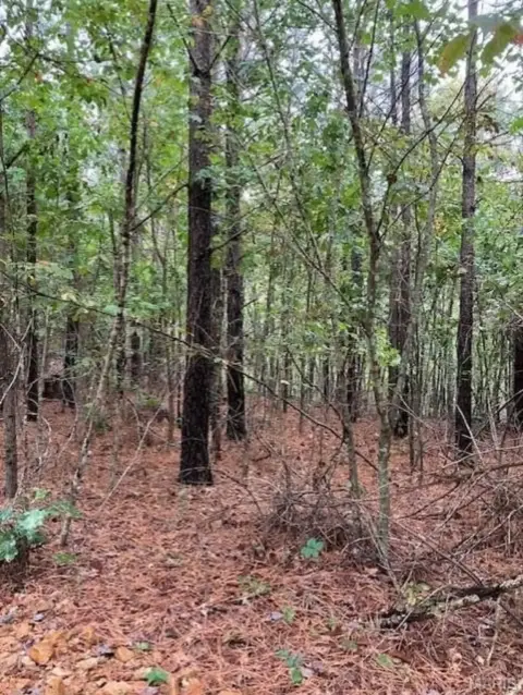 Wooded Acreage Near National Forest