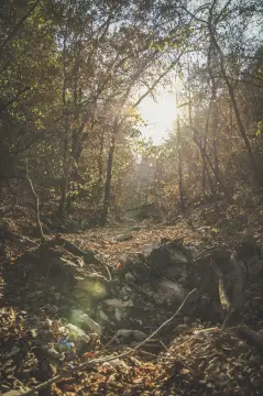 Ozarks Hunting Land