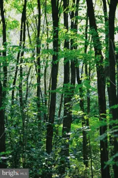 Residential Lot in Luray, VA