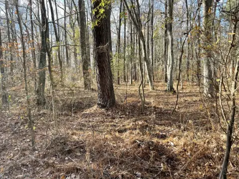 Wooded Corner Home Site