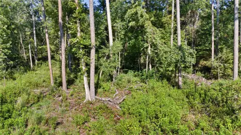 Wooded Hunting Land with Pond