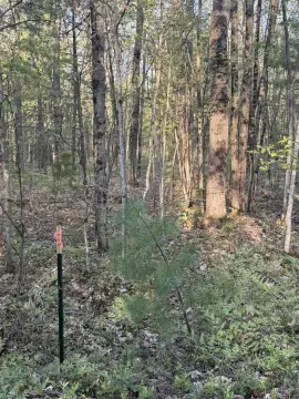 Wooded Hunting Land Parcel