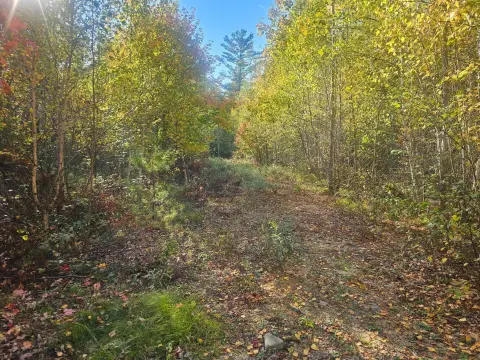 Wooded Hunting Land