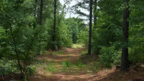 Managed Timber Hunting Land