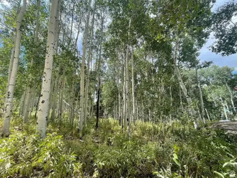 Heavily Wooded Lot in Heber