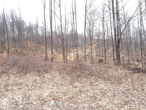 Wooded Recreation and Building Land