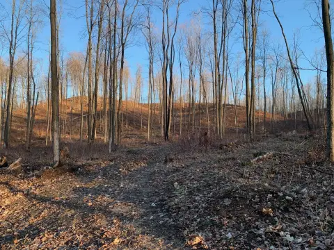 Wooded Recreation Land Parcel