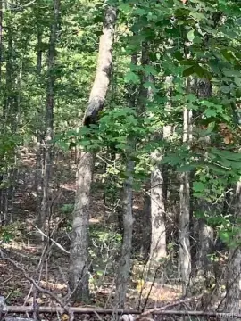 22+ Acre Wooded Getaway Property