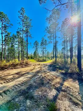 Timber and Hunting Acreage
