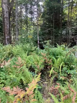Wooded Recreational Land