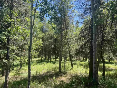 Wooded Residential Lot