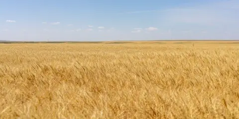 Agricultural Land with CRP Acreage