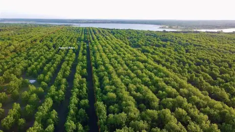 Operational Pecan Farm in Comanche